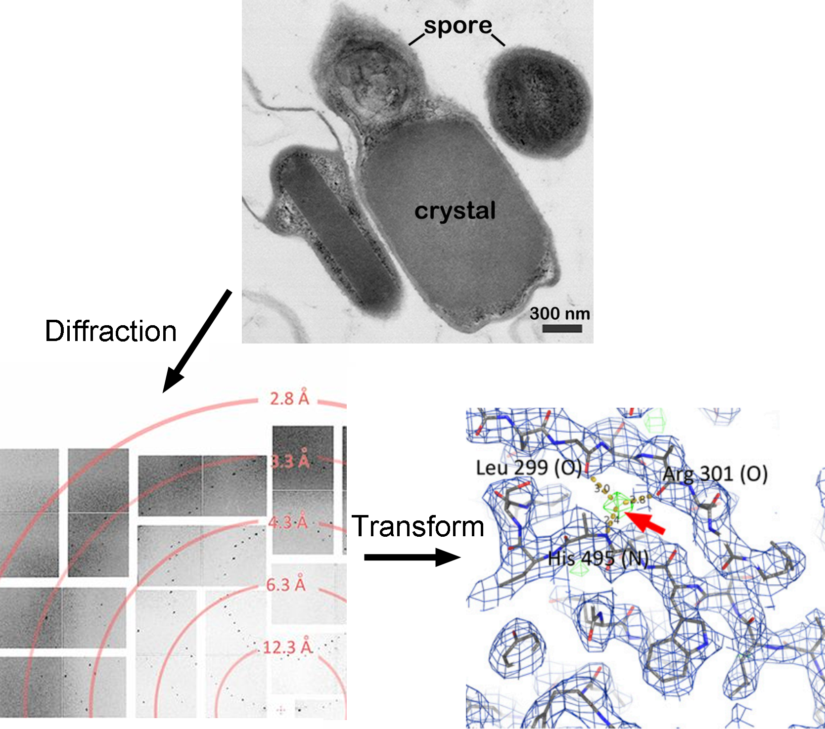 Top panel is an electron micrograph of Bacillus thuringiensis used in this study. The crystal occupies most of the cell volume. Diffraction from the cells (lowerleft) extends to 2.9 Å resolution. Lower right shows structural detail.